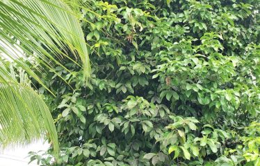 2 BEDROOM HOUSE AND APARTMENTS IN OJOCHAL