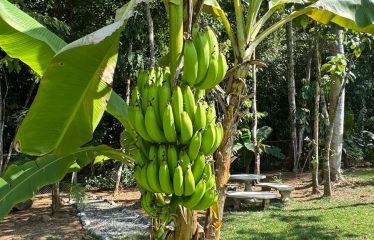 AMAZING Luxury Retreat – Main Home and 2 Guest Villas