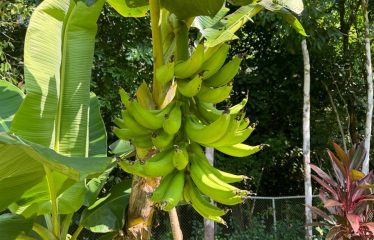 AMAZING Luxury Retreat – Main Home and 2 Guest Villas