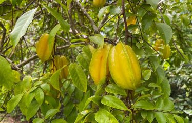 3 BEDROOM HOME WITH VIEWS TO THE WHALE TAIL – 1.25 ACRES