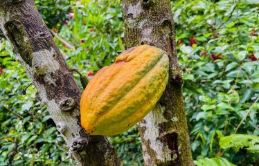 3 BEDROOM HOME WITH VIEWS TO THE WHALE TAIL – 1.25 ACRES