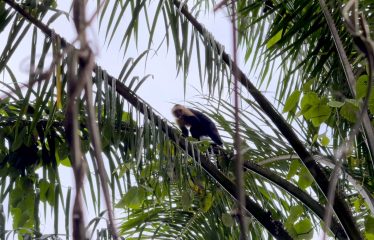 AMAZING LOT WITH FRUIT TREES, OCEAN AND MOUNTAIN VIEWS