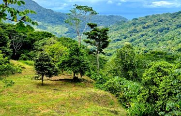 AMAZING LOT WITH FRUIT TREES, OCEAN AND MOUNTAIN VIEWS