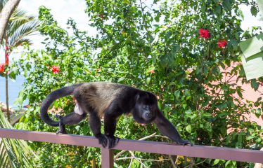 BEAUTIFUL 4 BEDROOM HOME IN MANUEL ANTONIO