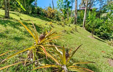 OWNER HOME AND TREE HOUSE VILLAS – 1.35 ACRES