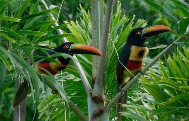 OCEAN VIEW 4 BEDROOM HOME IN OJOCHAL – 3.23 ACRES