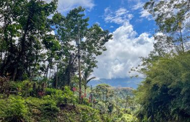 BEAUTIFUL JUNGLE AND OCEAN VIEW LOT IN UVITA 1.2 ACRES