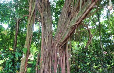 LOCATION, LOCATION! WALKING DISTANCE TO THE BEACH, COMMERCIAL AND RESIDENCIAL LOT FOR SALE