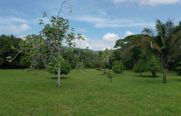 PROPERTY IN MATAPALO WITH OCEAN AND FOREST VIWES – 12 ACRES