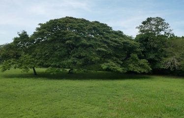 PROPERTY IN MATAPALO WITH OCEAN AND FOREST VIWES – 12 ACRES