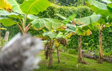 PROPERTY WITH TWO VILLAS, IN PUNTA DE MIRA – 2.5 ACRES