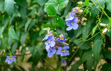 PROPERTY WITH TWO VILLAS, IN PUNTA DE MIRA – 2.5 ACRES