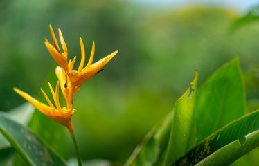 PROPERTY WITH TWO VILLAS, IN PUNTA DE MIRA – 2.5 ACRES