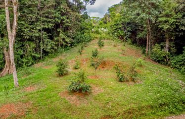 PROPERTY WITH 4 BEDROOM HOME, IN OJOCHAL – 12 ACRES