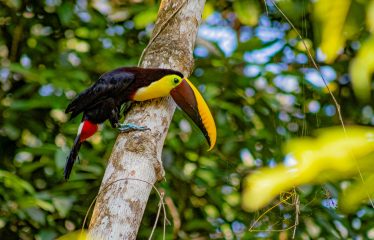 PROPERTY WITH 4 BEDROOM HOME, IN OJOCHAL – 12 ACRES