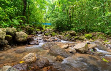 JUNGLE PROPERTY WITH FIVE BEDROOM HOME, IN OJOCHAL – 1.8 ACRES