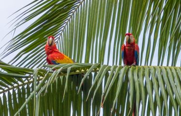 PROPERTY NEAR TO THE BEACH, IN QUEPOS – 1 ACRE