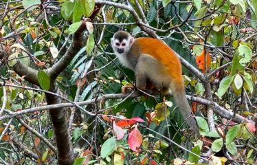 PROPERTY NEAR TO THE BEACH, IN QUEPOS – 1 ACRE