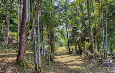 BUILDING PROPERTY WITH PANORAMIC VIEWS OF THE OCEAN AND VALLEY, IN UVITA – 1.4 ACRES