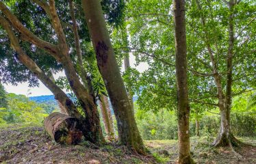 BUILDING PROPERTY WITH PANORAMIC VIEWS OF THE OCEAN AND VALLEY, IN UVITA – 1.4 ACRES