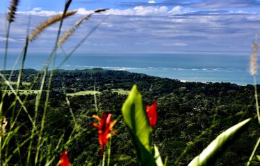 BLACK HOUSE JUNGLE PROPERTY, IN UVITA – 4.32 ACRES