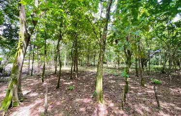 BUILDING PROPERTY A STEPS OF THE BEACH, IN BAHIA BALLENA – 0.37 ACRES