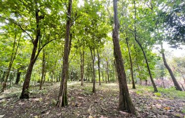 BUILDING PROPERTY A STEPS OF THE BEACH, IN BAHIA BALLENA – 0.37 ACRES