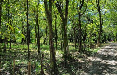 BUILDING PROPERTY A STEPS OF THE BEACH, IN BAHIA BALLENA – 0.37 ACRES