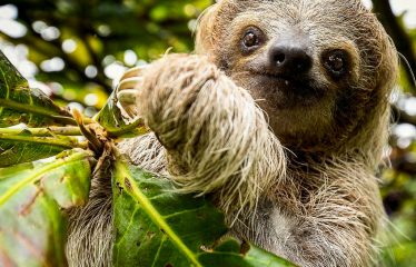 PROPERTY WITH TWELVE BEDROOMS IN A GATED COMMUNITY IN QUEPOS – 1.51 ACRES