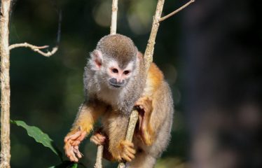 PROPERTY WITH TWELVE BEDROOMS IN A GATED COMMUNITY IN QUEPOS – 1.51 ACRES