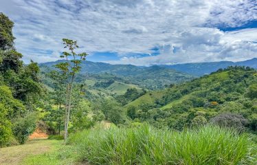 DEVELOPMENT PROPERTY WITH ONE BEDROOM HOUSE, IN THE HIGHEST OF PLATANILLO – 148 ACRES