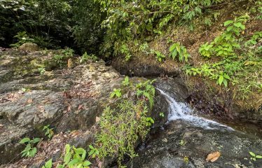 DEVELOPMENT PROPERTY WITH ONE BEDROOM HOUSE, IN THE HIGHEST OF PLATANILLO – 148 ACRES