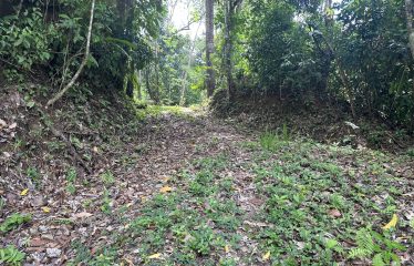 BUILDING PROPERTY WITH SUNSET VIEWS AND NEAR TO THE WATERFALL, IN UVITA – 6.29 ACRES