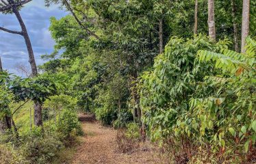 24-HECTARE ESTATE WITH MULTIPLE BUILDING SITES AND PANORAMIC VIEWS NEAR HATILLO AND DOMINICAL