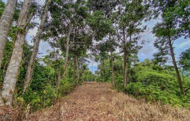 24-HECTARE ESTATE WITH MULTIPLE BUILDING SITES AND PANORAMIC VIEWS NEAR HATILLO AND DOMINICAL