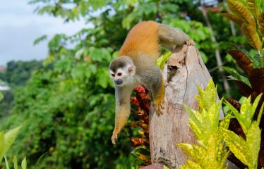 VISTA VERDE: EXCLUSIVE TROPICAL RETREAT, IN MANUEL ANTONIO – 1.37 ACRES