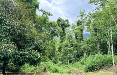 LARGE TROPICAL ESTATE WITH RIVER ACCESS AND A SMALL WATERFALL NEAR UVITA – 45.4 ACRES