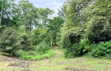 LARGE TROPICAL ESTATE WITH RIVER ACCESS AND A SMALL WATERFALL NEAR UVITA – 45.4 ACRES