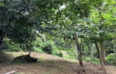 LARGE TROPICAL ESTATE WITH RIVER ACCESS AND A SMALL WATERFALL NEAR UVITA – 45.4 ACRES