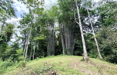 LARGE TROPICAL ESTATE WITH RIVER ACCESS AND A SMALL WATERFALL NEAR UVITA – 45.4 ACRES