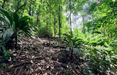 LARGE TROPICAL ESTATE WITH RIVER ACCESS AND A SMALL WATERFALL NEAR UVITA – 45.4 ACRES