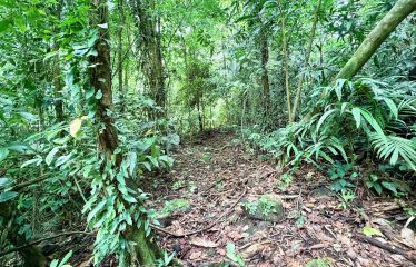 LARGE TROPICAL ESTATE WITH RIVER ACCESS AND A SMALL WATERFALL NEAR UVITA – 45.4 ACRES