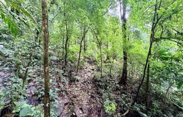 LARGE TROPICAL ESTATE WITH RIVER ACCESS AND A SMALL WATERFALL NEAR UVITA – 45.4 ACRES