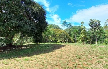 LUXURY JUNGLE ESTATE WITH GUEST HOUSE AND 10.87 ACRES, IN OJOCHAL