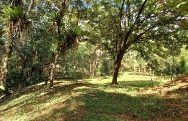 LUXURY JUNGLE ESTATE WITH GUEST HOUSE AND 10.87 ACRES, IN OJOCHAL