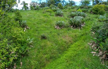 CARACARA RIDGE LOT #41 – ELEVATED SETTING WITH MOUNTAIN VIEWS, IN OJOCHAL – 1.43 ACRES