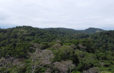 EXPANSIVE JUNGLE AND BEACH PROPERTY, IN PAVONES – 105 ACRES