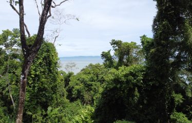 EXPANSIVE JUNGLE AND BEACH PROPERTY, IN PAVONES – 105 ACRES