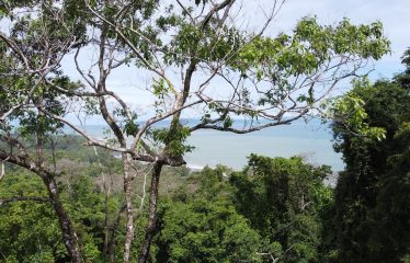 EXPANSIVE JUNGLE AND BEACH PROPERTY, IN PAVONES – 105 ACRES