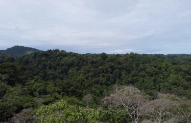 EXPANSIVE JUNGLE AND BEACH PROPERTY, IN PAVONES – 105 ACRES